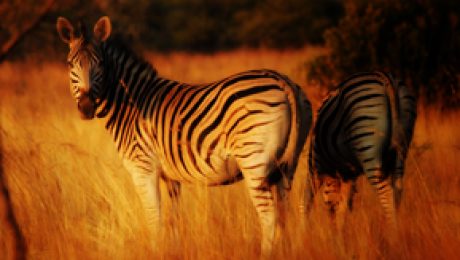 jhbKrugerPark_01a